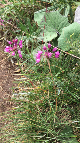 Hrptasti luk (Allium carinatum carinatum)