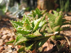 Aloe juvenna