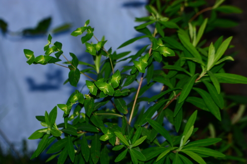 Euphorbia rothiana, 2025-01-17