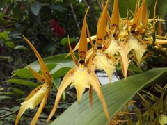 Brassia
