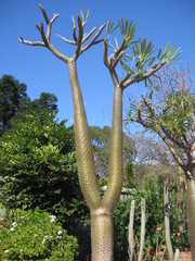 Apocynoideae
