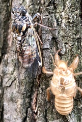 Cicada
