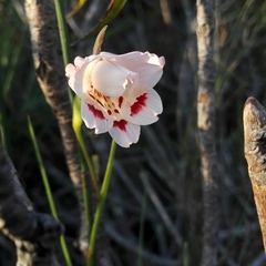 Gladiolus variegatus