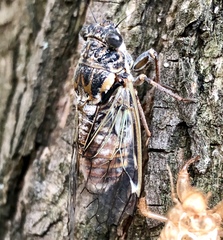 Cicada
