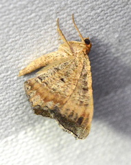 Macaria distribuaria