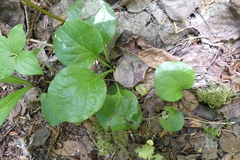 Pyrola asarifolia