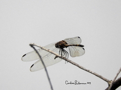Dythemis