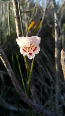 Gladiolus variegatus