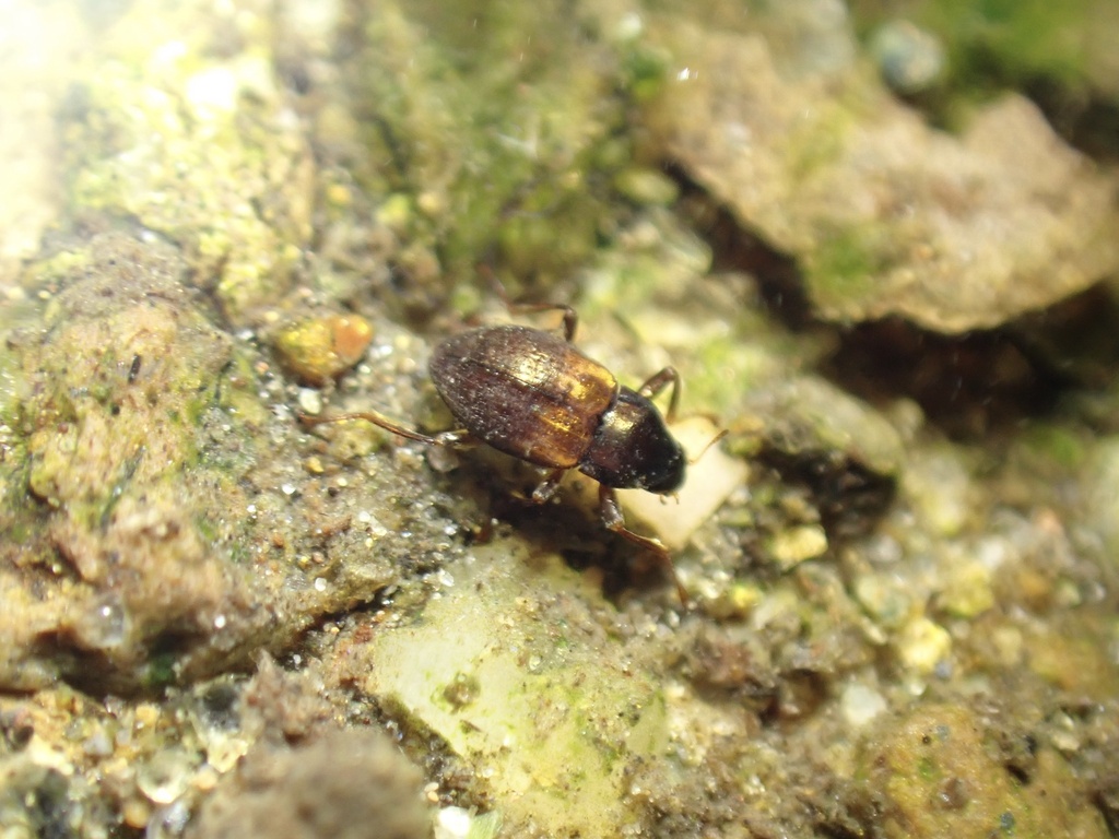 Heterlimnius variabilis