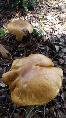 Boletus luridellus