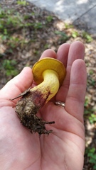 Boletus luridellus