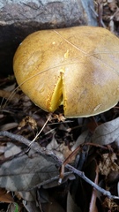 Boletus luridellus