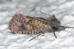 Acrolophus kearfotti