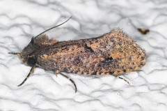 Acrolophus kearfotti