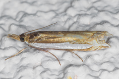 Crambus sperryellus