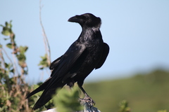 Corvus corax sinuatus