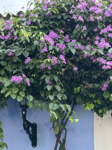 Garlicvine (Mansoa alliacea)