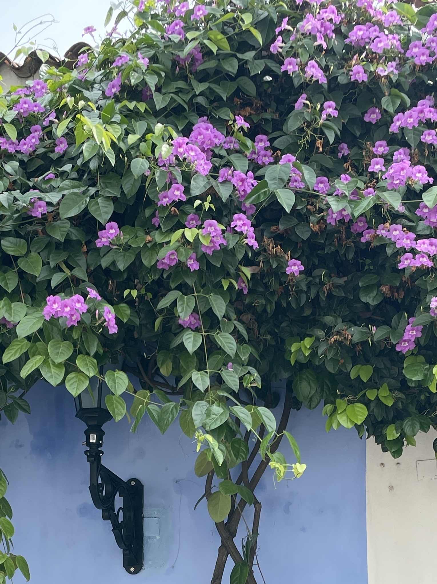 Garlicvine (Mansoa alliacea)
