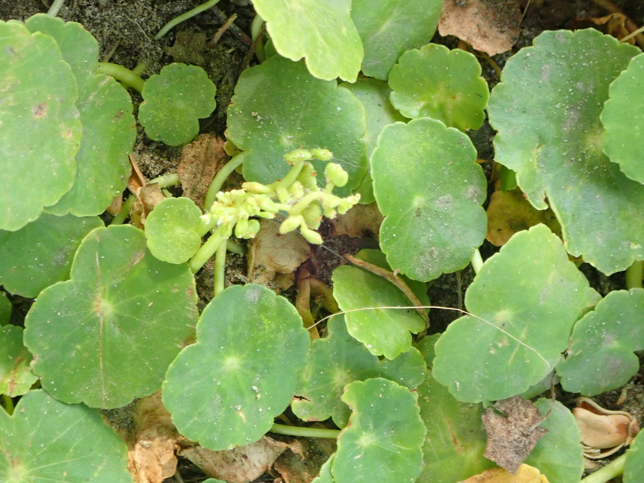 Acariçoba