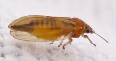 Rose Gum Psyllid