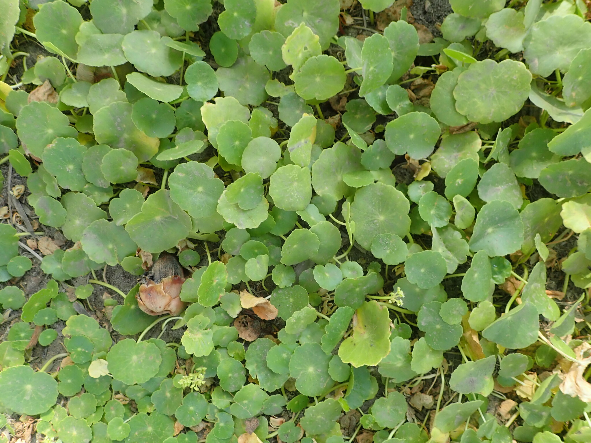 Acariçoba