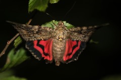 Catocala sponsa