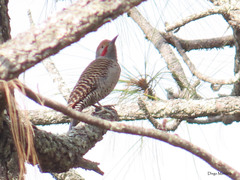 Colaptes auratus mexicanoides