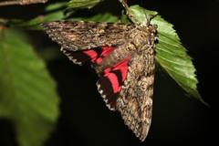 Catocala sponsa