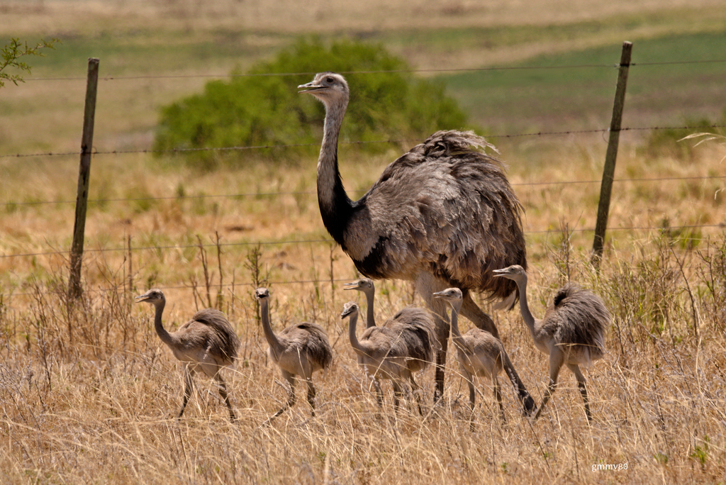Rheas
