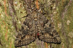 Catocala sponsa