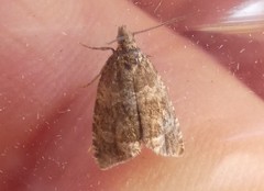 Syricoris lacunana