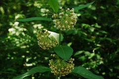 Asclepias exaltata × syriaca