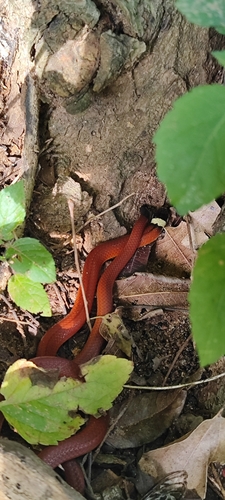 Central Burrowing Snake, Apostolepis flavotorquata