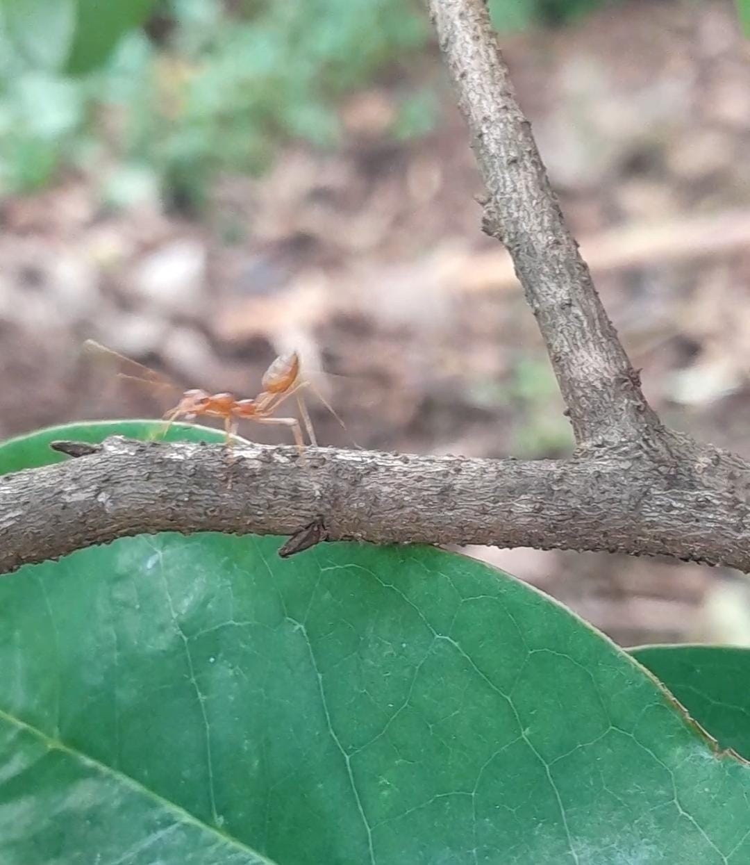 Oecophylla smaragdina subnitida
