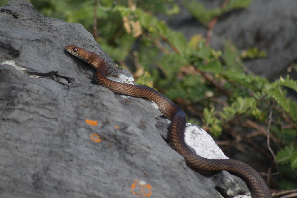 Clarion Island Whip Snake