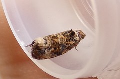 Endothenia