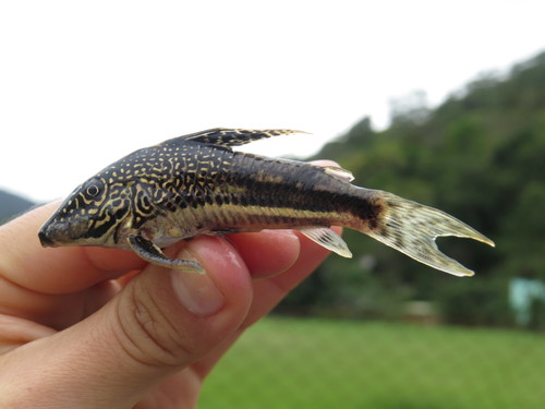 Banded Cory