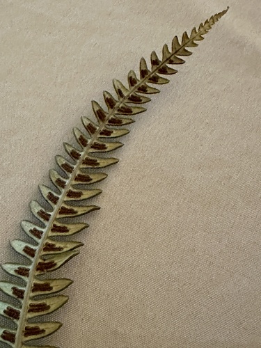 Sadleria cyatheoides observed 2025-01-22