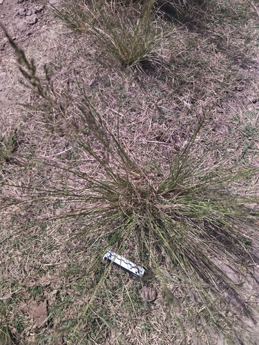 Image of Eragrostis plana by no rights reserved