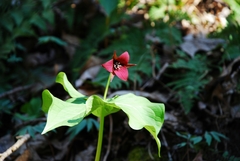 Trillium