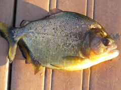 Serrasalmus maculatus