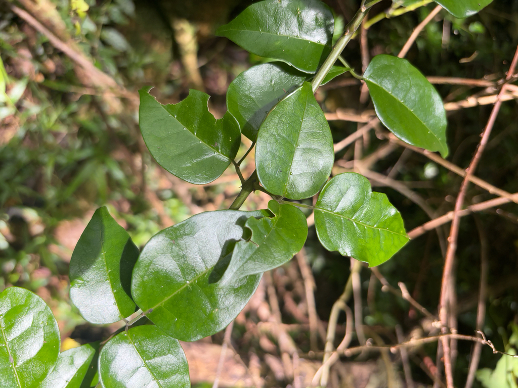 Jasminum abyssinicum, Louis Trichardt, Limpopo, ZA, by troos
