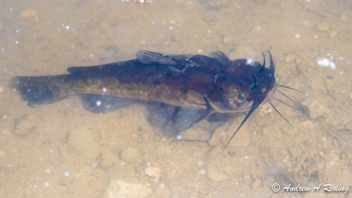 Brown Bullhead