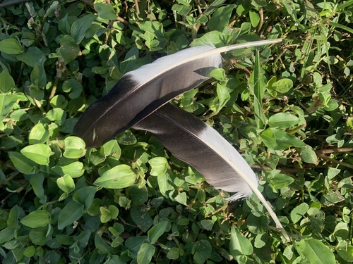 Plume de Dendrocygne à ventre noir