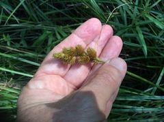 Carex bebbii