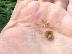 Carex bebbii