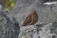 Zenaida macroura clarionensis