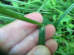 Carex bebbii
