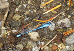 Enallagma annexum