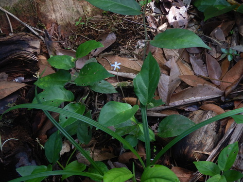 Foto de Flor-de-fantasma